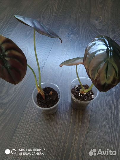 Алоказии ред секрет, Юкатан