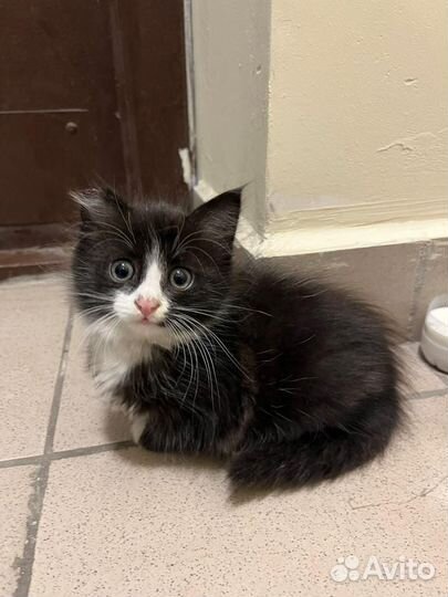 Котик(мальчик) в дар бесплатно