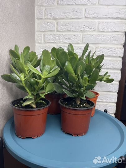 Толстянка красула денежное дерево комнатные цветы