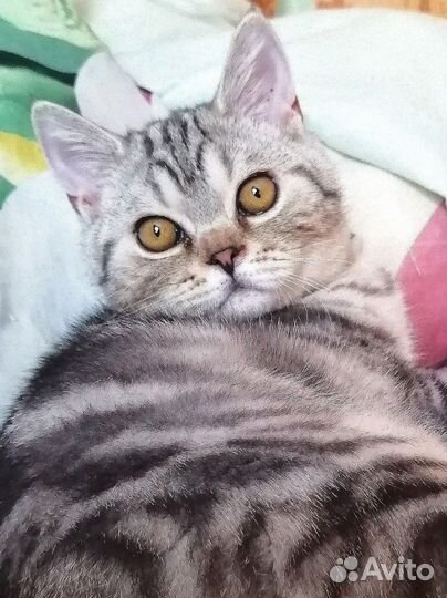 Очень красивый шотландский котенок, скоттиш страйт