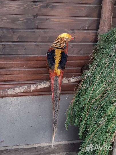 Фазан золотой