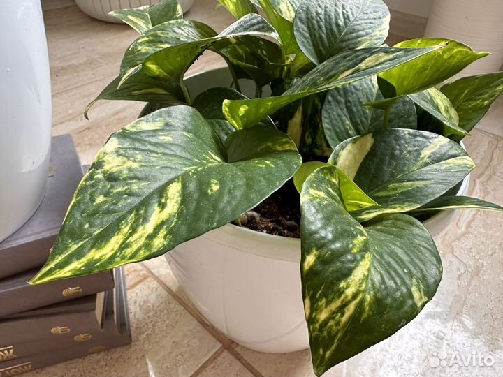 Эпипремнум марбл квин