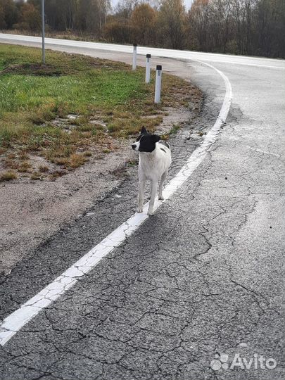 Собака в добрые руки