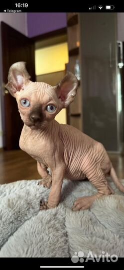 Котята сфинкс эльф
