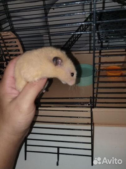 Сирийский хомяк мальчик