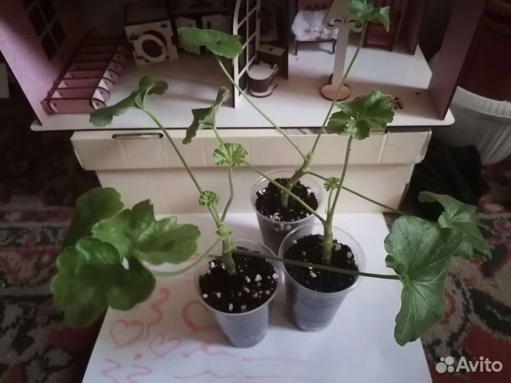 Пеларгония