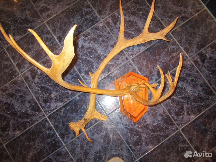 Настоящие оленьи рога
