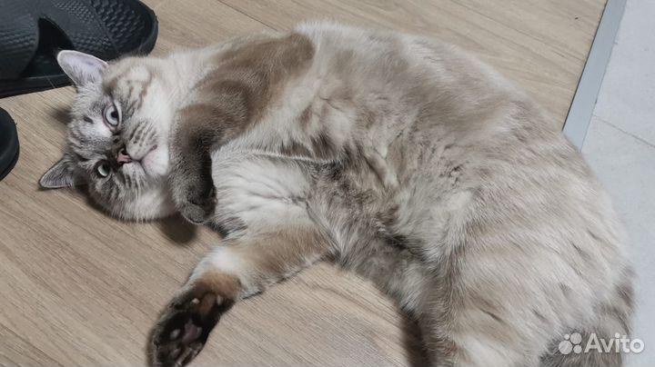 Шотландский кот Страйт