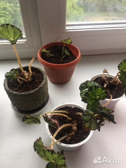 Бегония тигровая