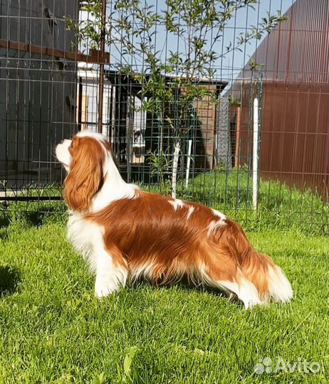 Кавалер кинг чарльз спаниель вязка