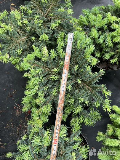 Ель карликовая Соня и Вальбдрун