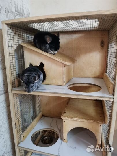 Витрина и семья шиншилл