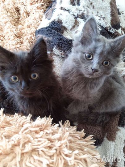 Котята в добрые руки бесплатно