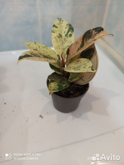 Фикус шривериана d 6