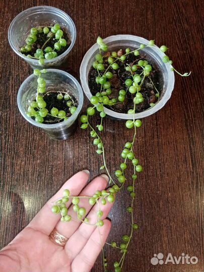 Диффенбахия Кул Бьюти