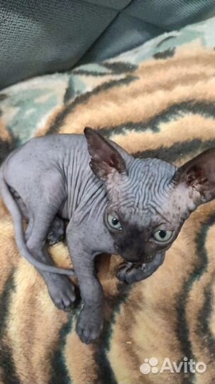 Канадский сфинкс котенок