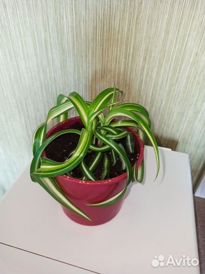 Хлорофитум кудрявый бонни