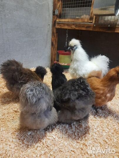 Китайские шёлковые куры, семья