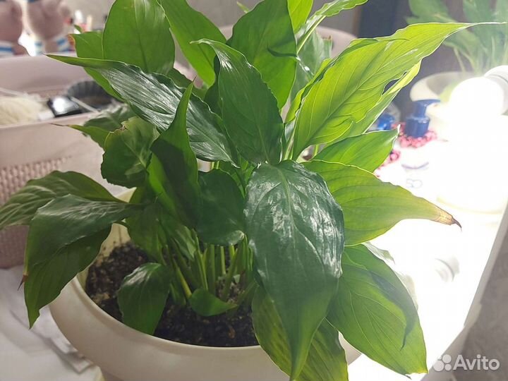 Спатифиллум(женское счастье)