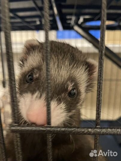 Хорек с клеткой