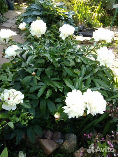 Астильба, пионы, клематис