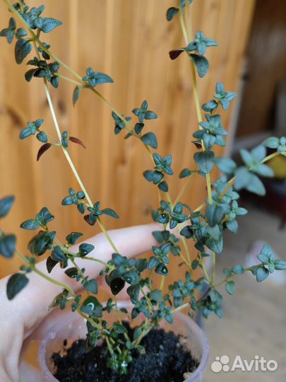 Тимьян (чабрец)