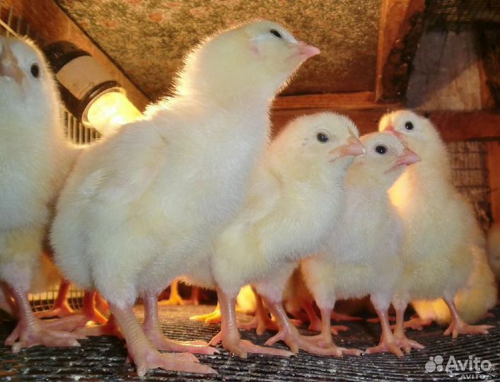 Цыплята Бройлеры Несушки