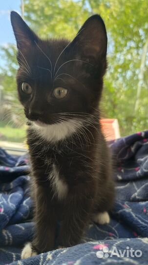 Котенок девочка