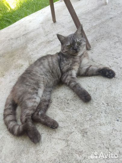 Годовалый кот