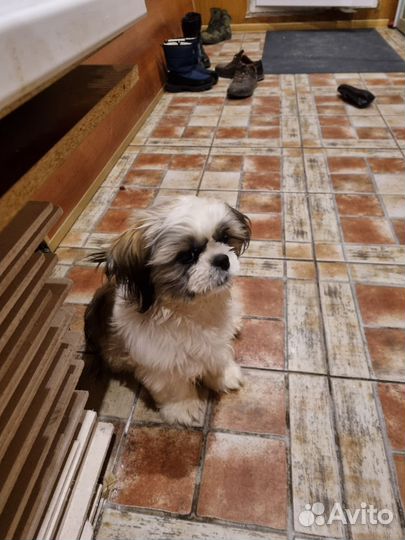 Собака ши-тцу