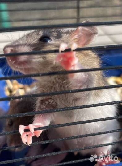 Декоративная крыса