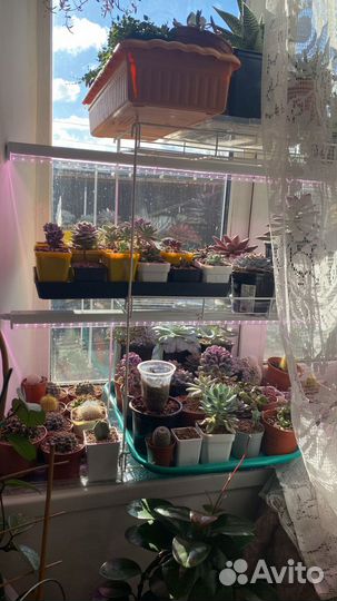 Комнатные растения