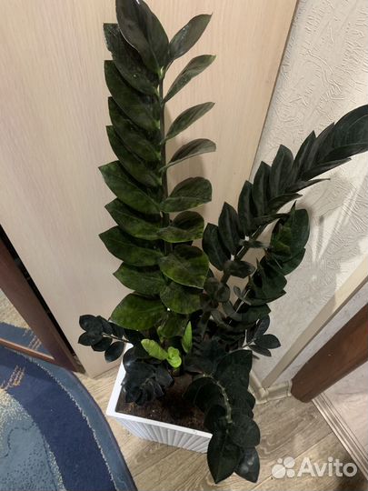 Красавчик Замиокулькас Черный ревень