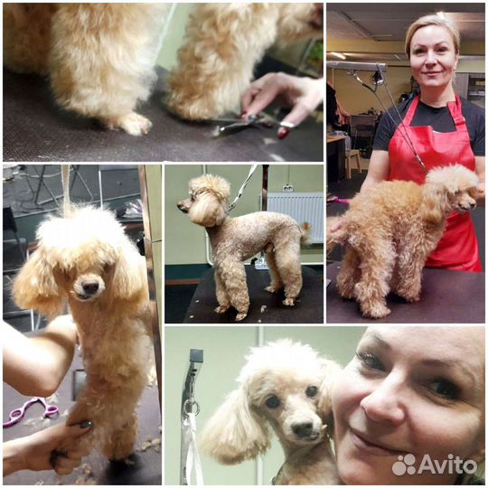 Стрижка собак, груминг, уход, Йорк, Чихуа, Ши-тцу