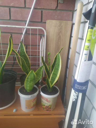 Сансевиерия