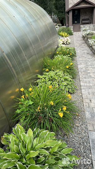 Лилейник Стелла ди оро