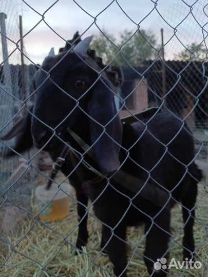 Нубийский козлик