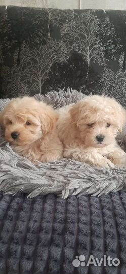 Щенки мальтипу f1