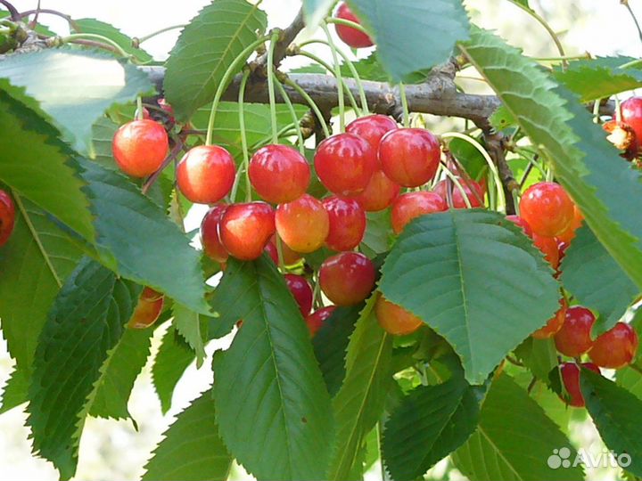 Питомник реализует сажен. черешни Брянская розовая