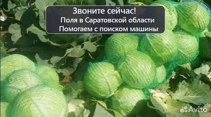 Капуста оптом сетевое качество без посредников