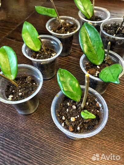 Хойя Финлайсони Hoya Finlaysonii растения цветы