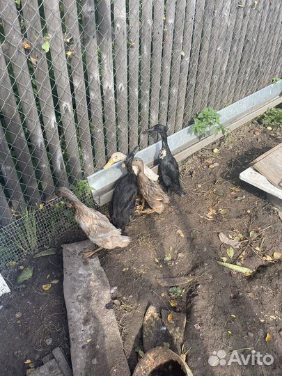 Утки индийский бегунок