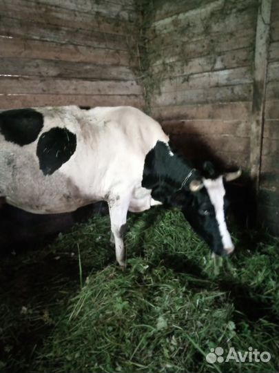 Корова тёлка