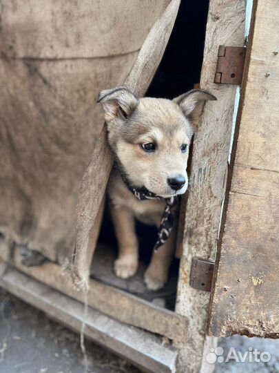 Щенок в добрые руки