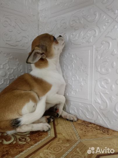 Чиходевочка