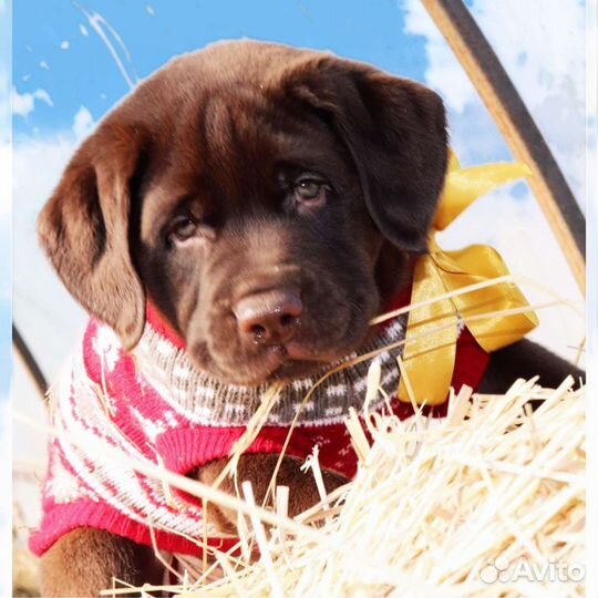 Лабрадора щенки с РКФ