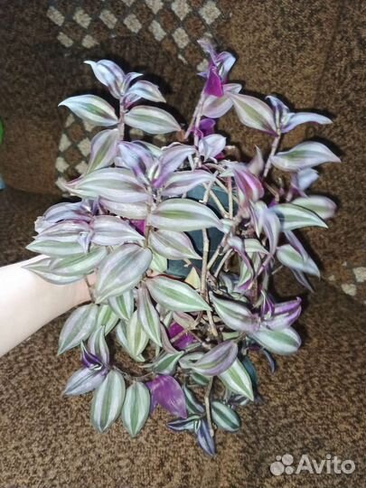 Комнатные цветы взрослые