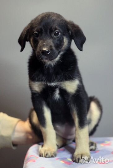 Щенки щенок в добрые руки