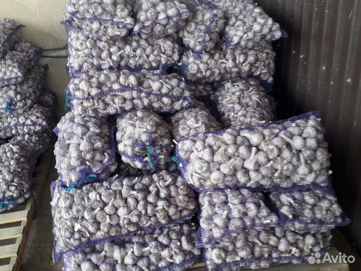 Чеснок озимый семенной 2023