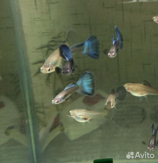 Аквариумные рыбки собственного разведения